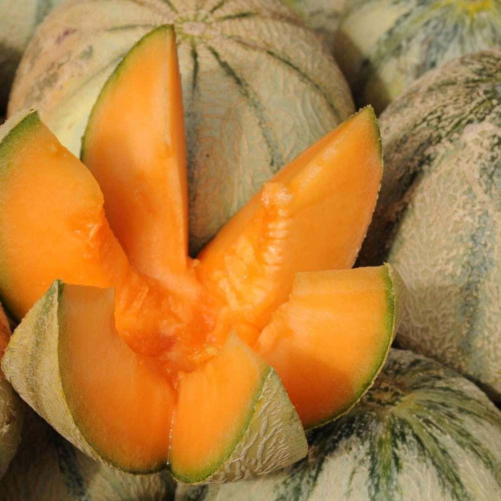 Magaz Kharbuja, Muskmelon Seeds, Indian – Rich in Protein - Image 4