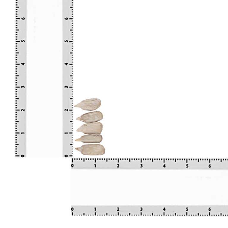 Sunflower Seeds - Image 7